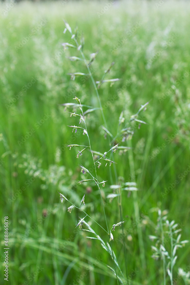 macro of green grass on summer meadow macro of green grass on summer meadow
