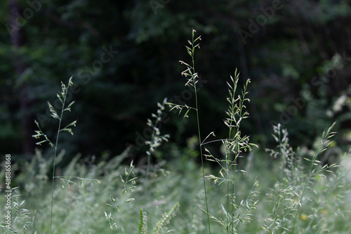 marco green grass in summer meadow 
