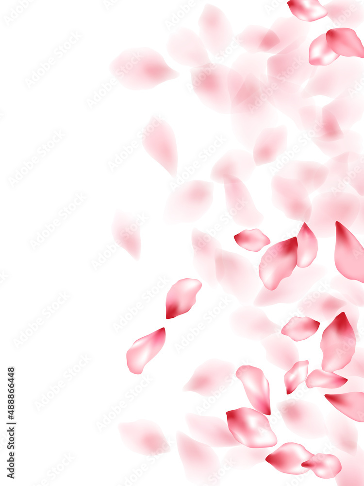 Pink sakura flower flying petals isolated on white vector background.