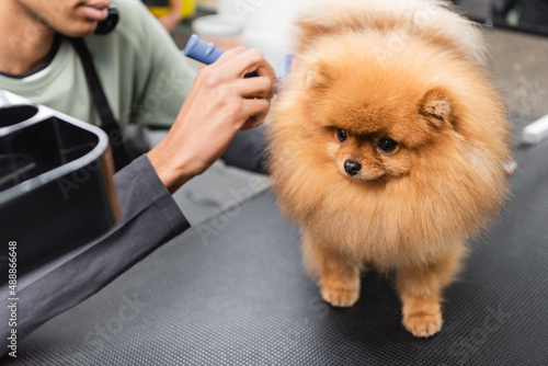 cropped view of blurred african american hairdresser grooming pomeranian spitz.