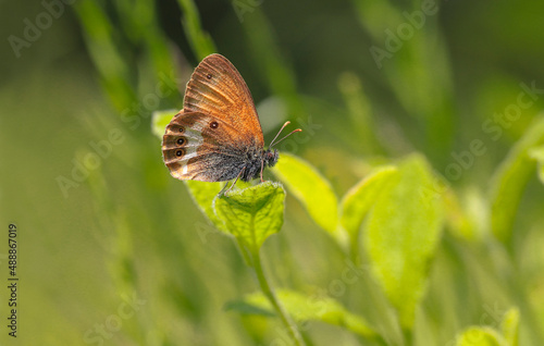 Heather Hoop Fairy butterfly (Coenonympha arcania) on plant