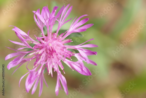 Macrophotography of flowers and plants. Delicate pink summer flower in isolation. High quality photo