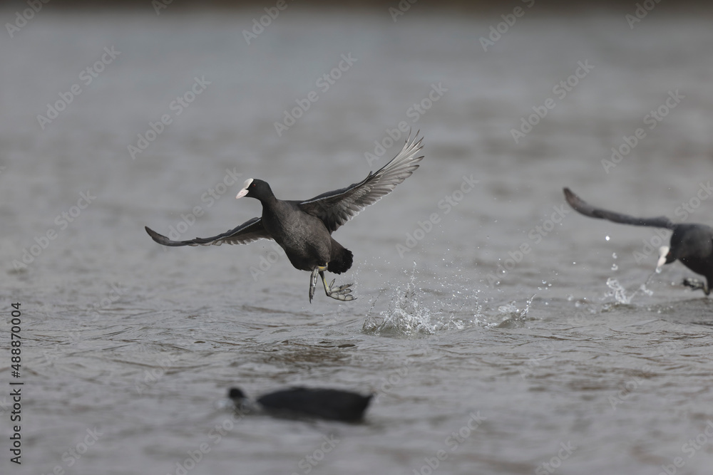 Fototapeta premium Common Coot Fulica atra running or flying over a pond in France