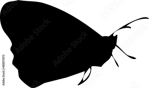 Papillon en silhouette, noir isolé fond transparent
