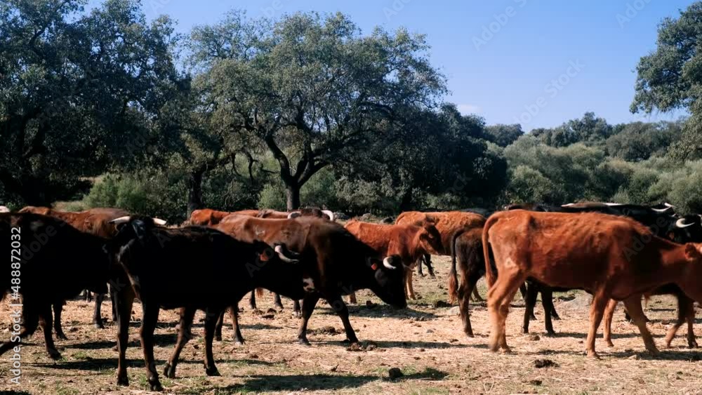 Fighting bull grazing in the meadow