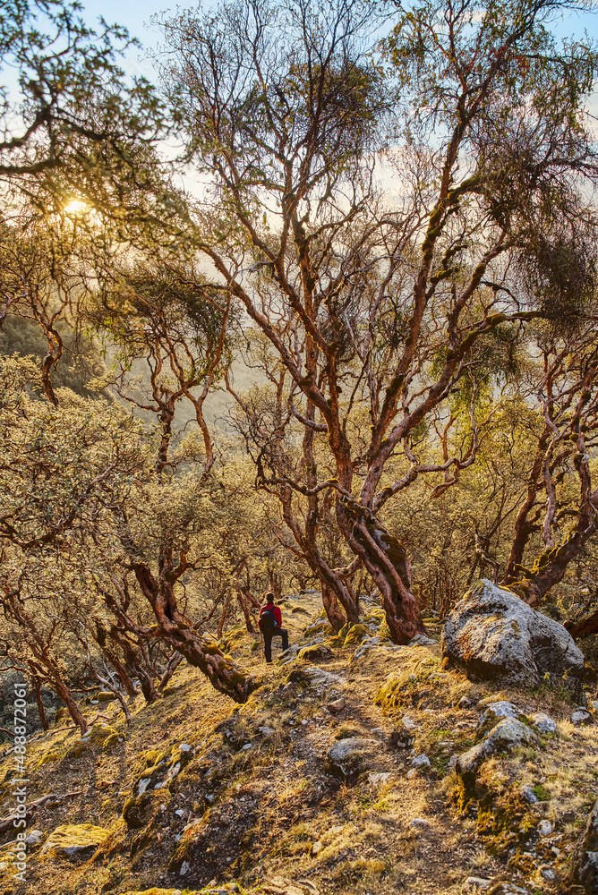 hiking in the forest at sunset hiking in the forest at sunset