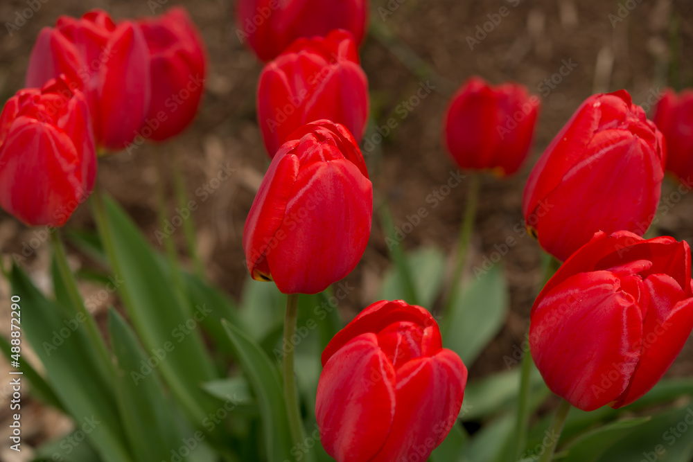 red tulipa in the garden red tulipa in the garden
