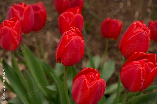 red tulipa in the garden