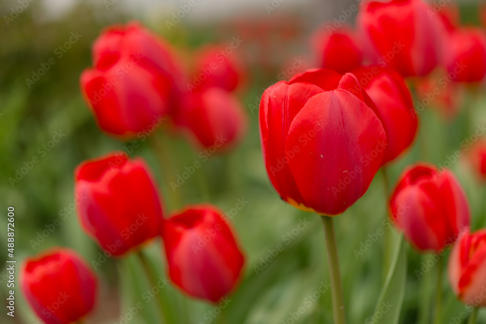 red tulips with bokeh background
