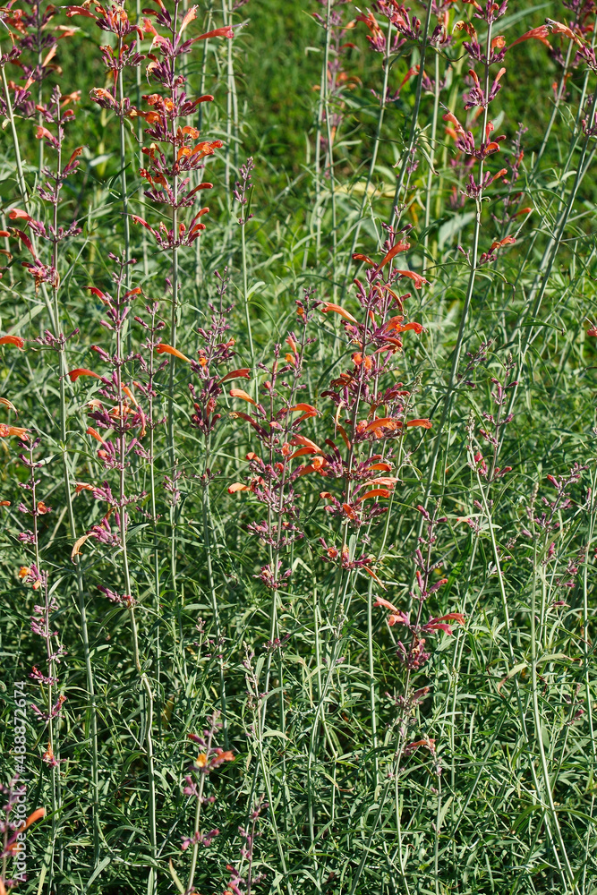Giant hyssop (Agastache rupestris). Called Licorice mint hyssop, Sunset hyssop, Mexican hyssop