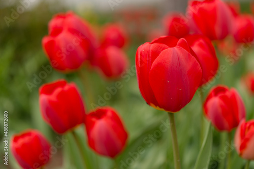 red tulips with bokeh background
