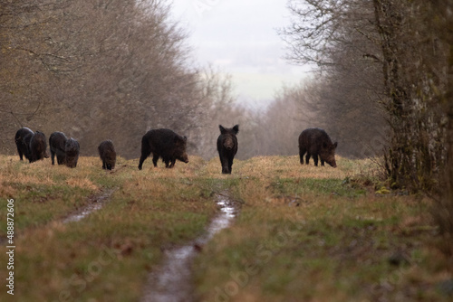 Sangliers en forêt