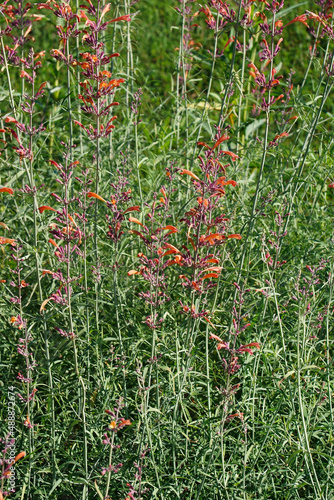 Giant hyssop (Agastache rupestris). Called Licorice mint hyssop, Sunset hyssop, Mexican hyssop and Threadleaf giant hyssop also. photo