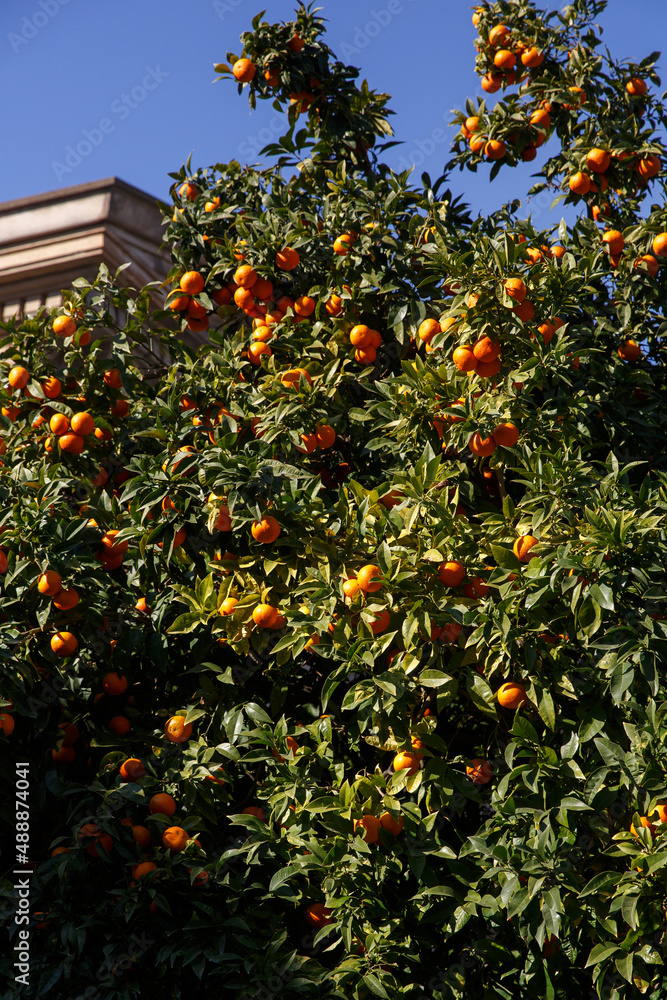 Tangerines grow on a tree.