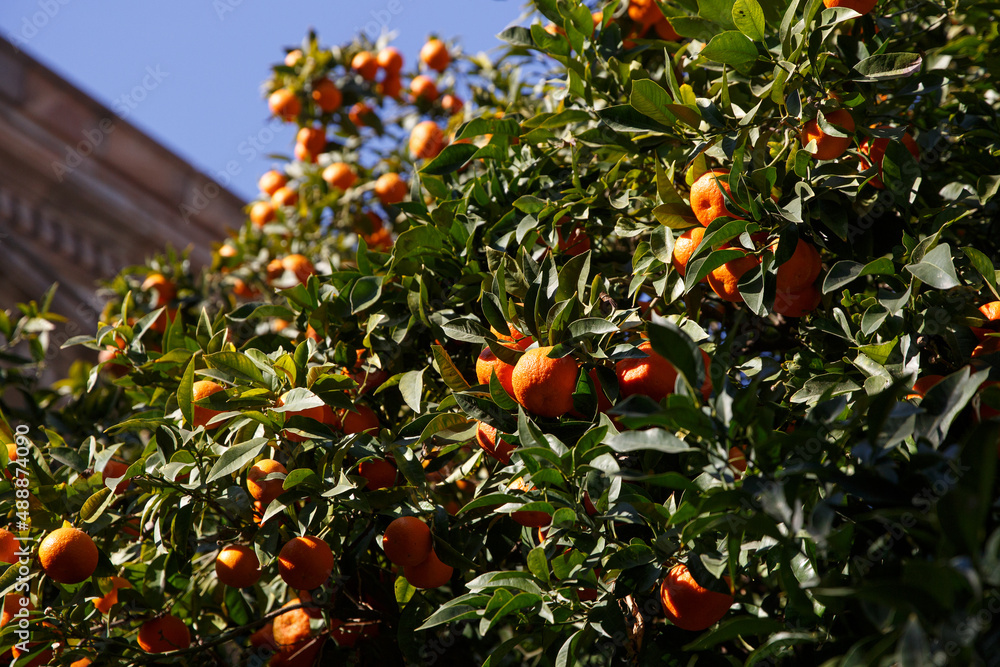 Tangerines grow on a tree.