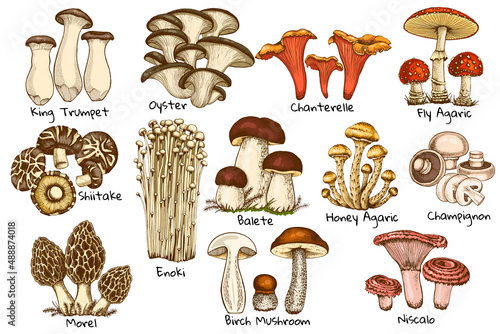 set edible mushrooms, oyster chanterelle, honey agaric enoki, morel graphic drawing with lines, sliced truffle, porcini mushroom, shiitake and chanterelles hand drawn, isolated on white background