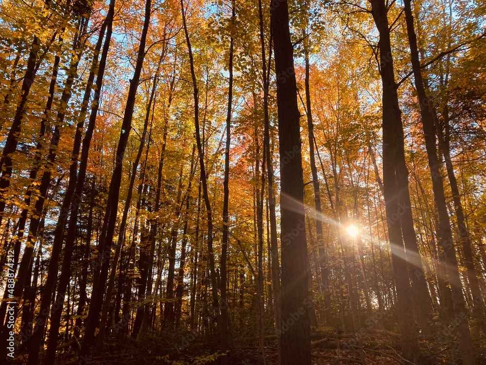 Obraz premium forest in autumn