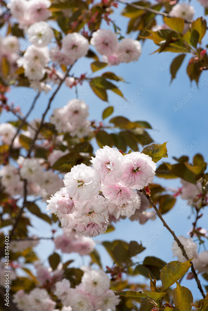 wallpaper with blossoms and blue sky (portrait orientation) wallpaper with blossoms and blue sky (portrait orientation)