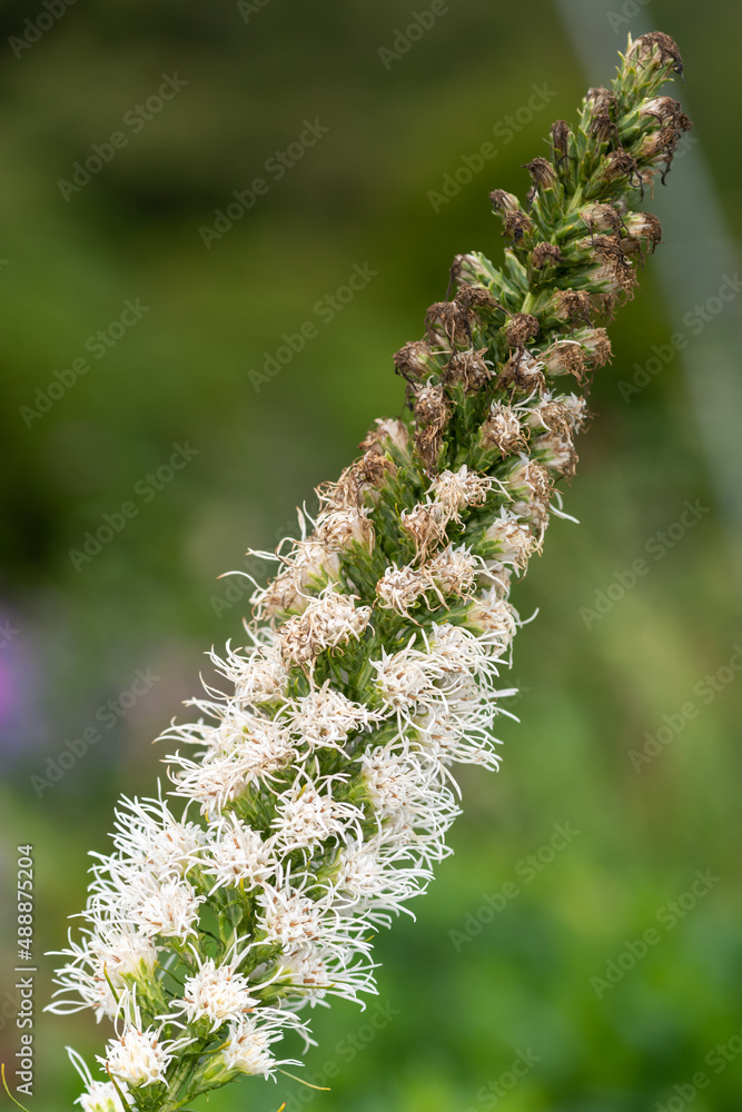 Close up of a white dense blazing star (liatris spicata) flower Close up of a white dense blazing star (liatris spicata) flower