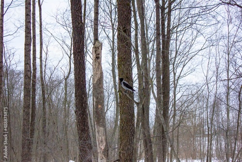 Raven on a tree. Gloomy dark raven among the branches in winter. Raven bird on a tree branch. photo