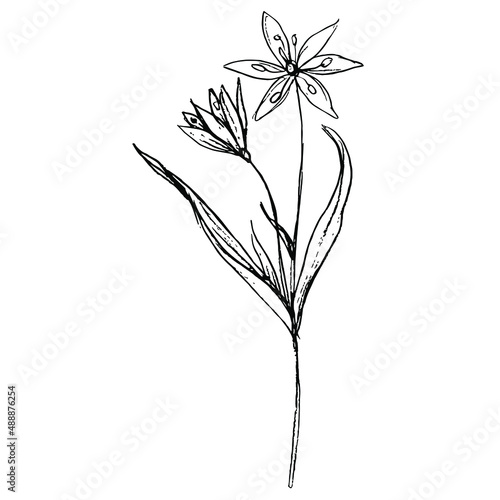 Single blooming branch of yellow star of Bethlehem flower. Gagea lutea. Spring wildflower. Hand drawn linear doodle rough sketch. Black silhouette on white background.