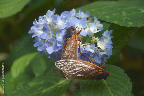 Pharaoh cicada (Magicicada septendecim). Called 17-year locust also. photo