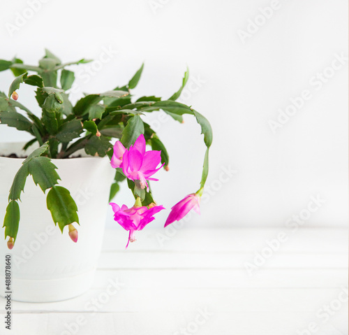 Blooming houseplant  pink Decembrist on a light background.