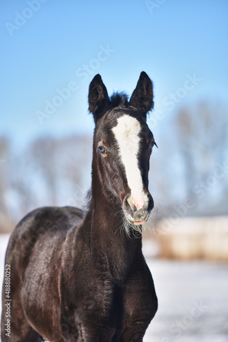 Portrait of a black foal with blue eyes and a white stripe against a blue sky on a sunny winter day. Cute newborn foal looking at the camera