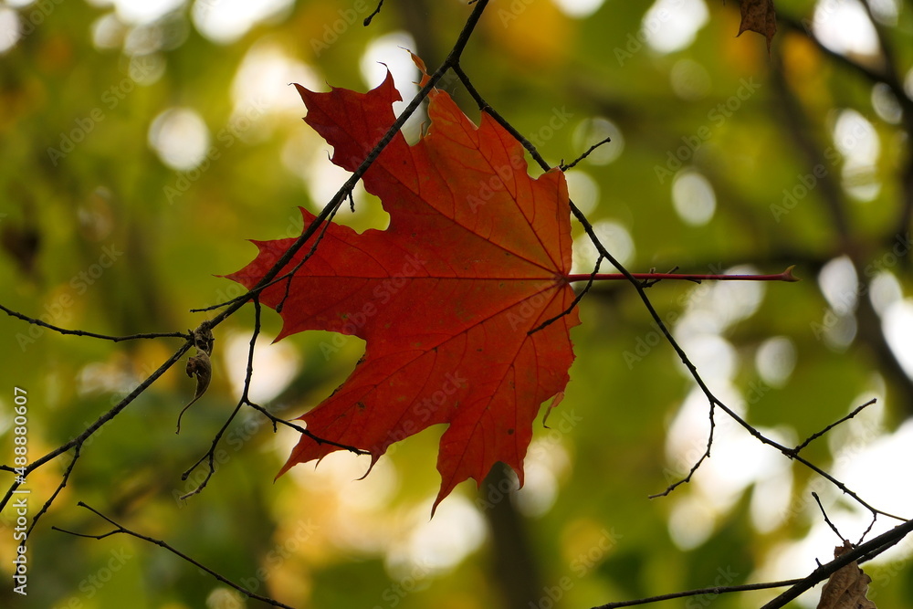Autumn landscape. Maple leaf in autumn Close-up. Autumn landscape. Maple leaf in autumn Close-up.