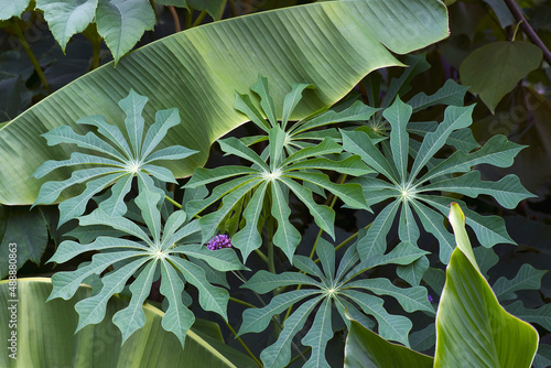 Hardy Tapioca plants (Manihot grahamii). photo