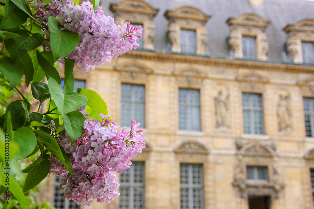Φωτογραφία Lilac blooming in the garden of Hotel de Sully (historic monument) located in Marais quarter in Paris, France