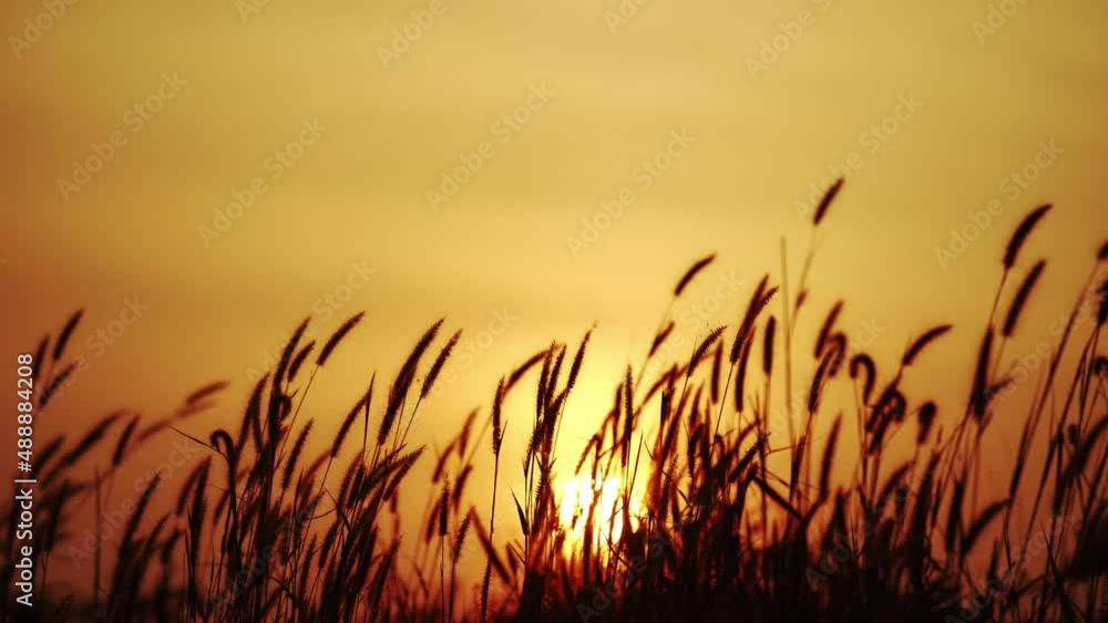 silhouette of grass flower in the sunset silhouette of grass flower in the sunset