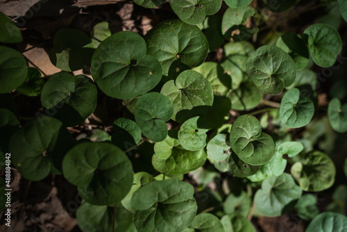 Wallpaper Mural green leaves illuminated by the sun Torontodigital.ca