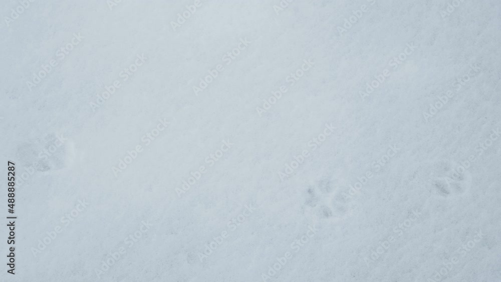 Small dogprints on the thick snow during the winter in Estonia Small dogprints on the thick snow during the winter in Estonia