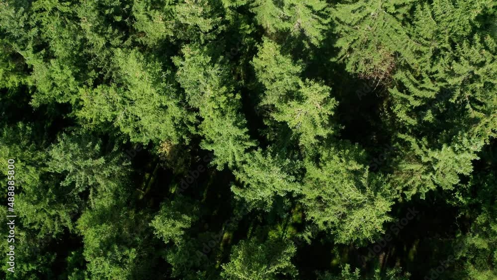 a needle forest filmed from above to below in a circle a needle forest filmed from above to below in a circle