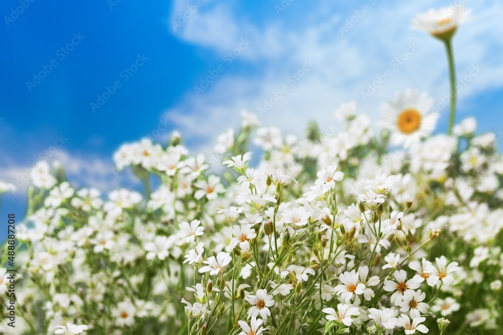 View on a blooming buckwheat field with white flowers. Nature