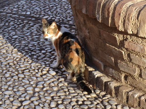 [Spain] Calico cat walking on the roadside (Granada)