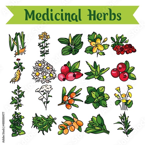 Medicinal herbs and plants line icons set. Isolated vector element.