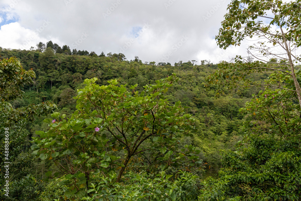View over the treetops with cloudy skies in the rainforest of Costa Rica