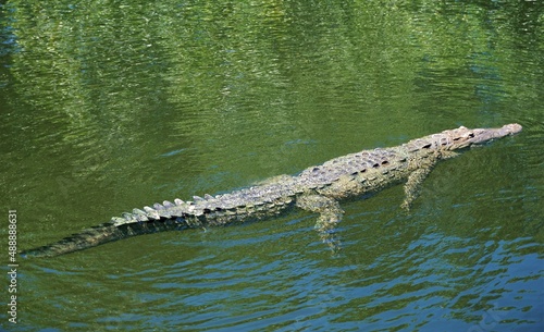 American crocodile in Jamaica 