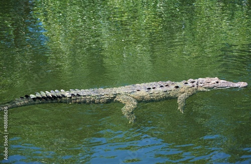 American crocodile 