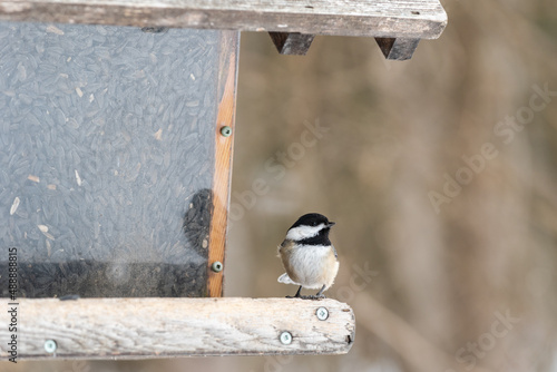 Black capped chickadee at a feeders in winter in the Cap-Tourmente National Wildlife Area situated on the Beaupre cost at Saint-Joachim (Quebec, Canada)