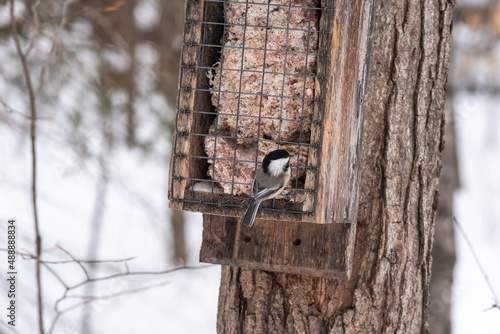 Black capped chickadee at a feeders in winter in the Cap-Tourmente National Wildlife Area situated on the Beaupre cost at Saint-Joachim (Quebec, Canada)