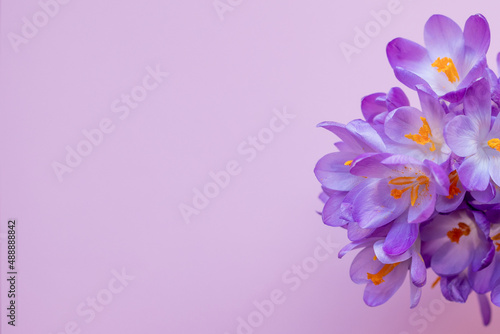 bunch of first spring flowers crocuses or saffron on a pink background. view from above. place for text