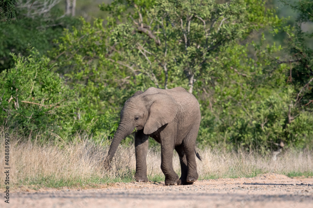 African elephant in Kruger