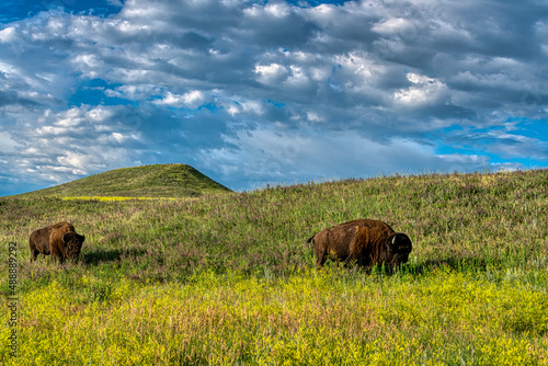 Bison in Custer State Park