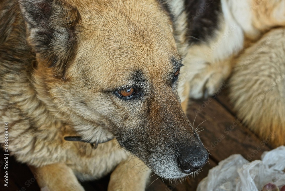 a one big brown shepherd dog lying on the street a one big brown shepherd dog lying on the street