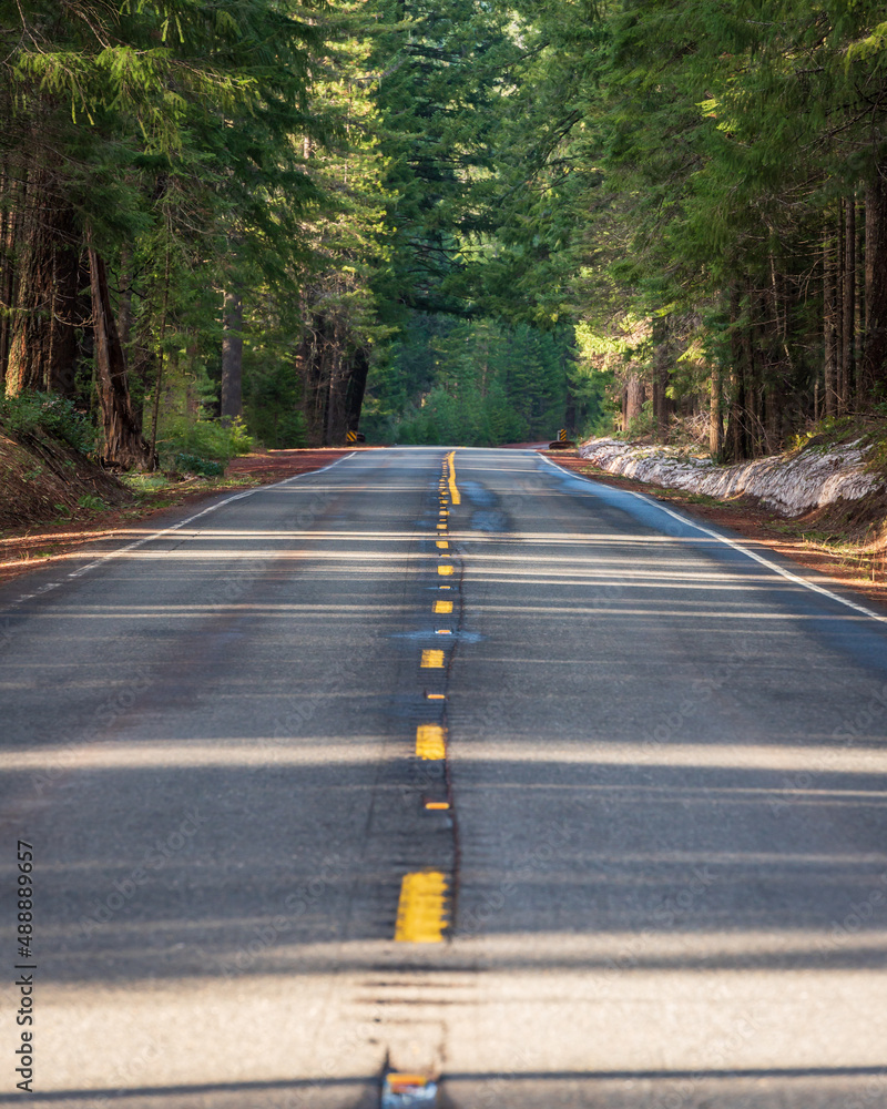 Fototapeta premium windy rural forest country road 
