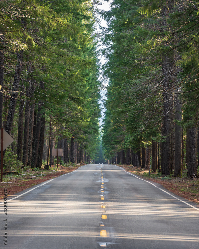 Fototapeta premium windy rural forest country road 