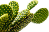 Cactus on white background. Selectove focus.